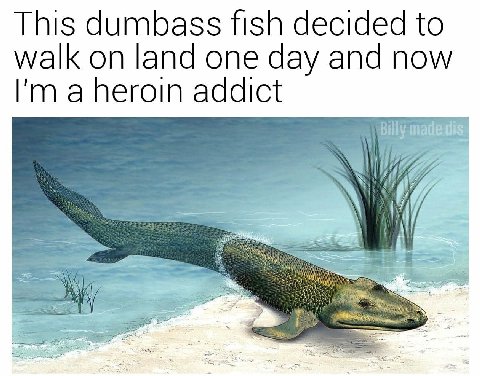 This dumbass fish decided to walk on land one day and now а heroin addict