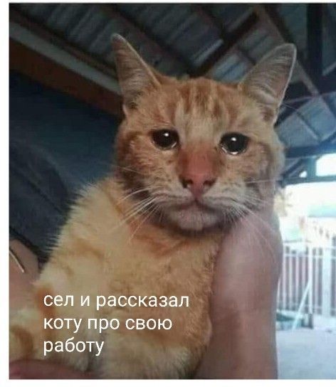 сел и рассказал коту про свою работу