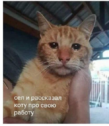 сел и рассказал коту про свою работу