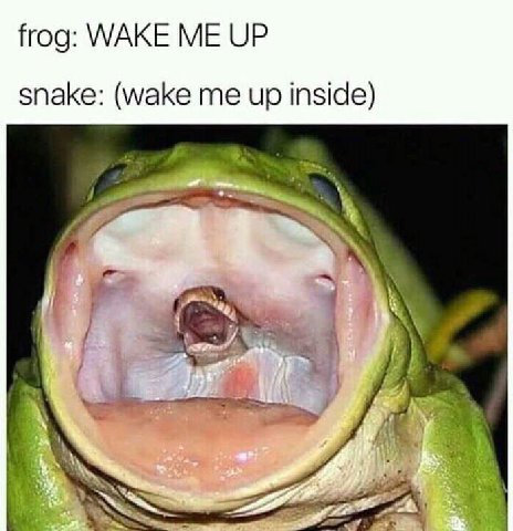 frog: WAKE ME UP snake: (wake me up inside) A aN
