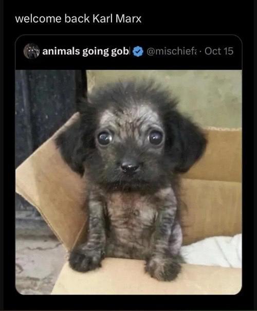 welcome back Karl Marx animals going gob