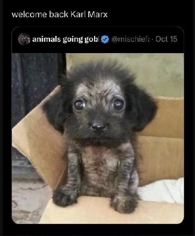 welcome back Karl Marx animals going gob