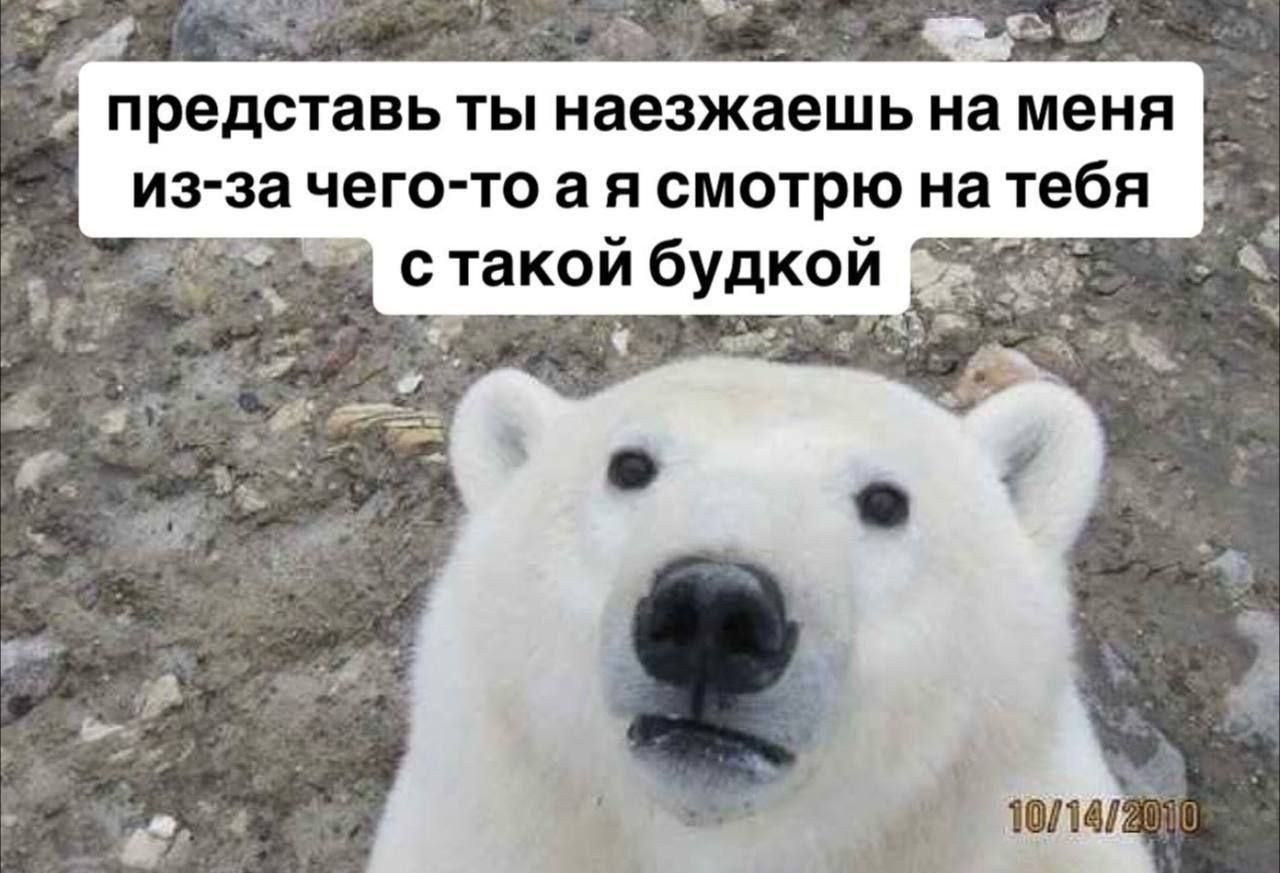 ‘представь ТЫ наезжаешь на меня из-за чего-то а я смотрю на тебя с такой и будкой 2%. 2 10/14/