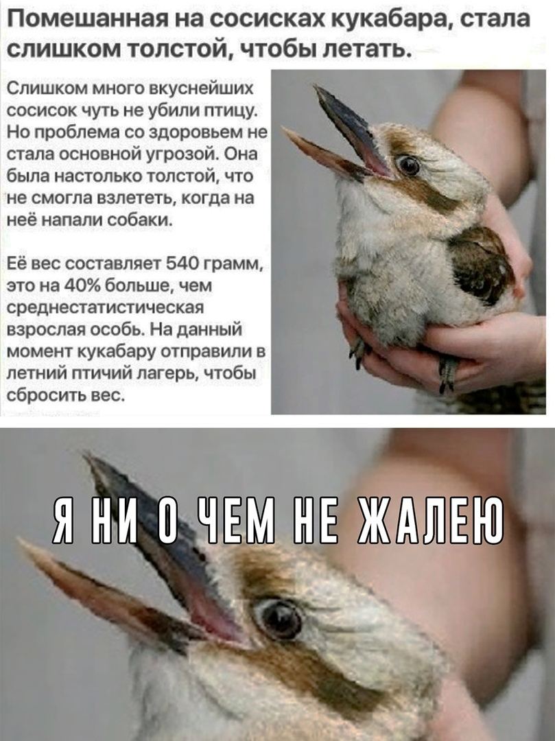 Помешанная на сосисках кукабара, стала слишком толстой, чтобы летать. Слишком много вкуснейших сосисок чуть не убили птицу. Но проблема здоровьем не стала основной угрозой. Она была настолько толстой,