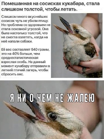 Помешанная на сосисках кукабара, стала слишком толстой, чтобы летать. Слишком много вкуснейших сосисок чуть не убили птицу. Но проблема здоровьем не стала основной угрозой. Она была настолько толстой,