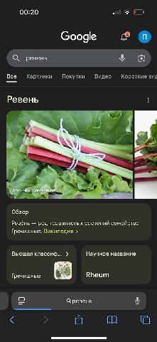 00:20 all Google О. ревень Все Картинки Покупки Видео Короткие виг Ревень a 7 4 у Ревёнь род травянистых растений семейства Гречишные. Википедия Высшая классиф... Научное название Гречишные Rheum Срев