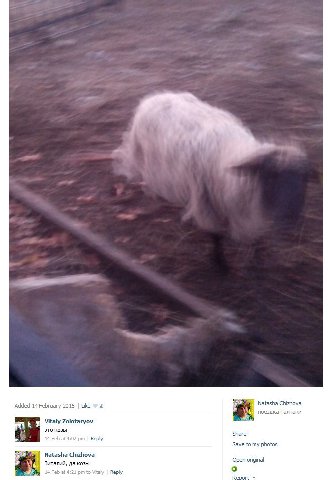 Added 2015 Like 2 Natasha Chizhova поездка Талпаки 5 Vitaly Zolotaryov это козы share 14 Feb Reply Save to my photos Natasha Chizhova о Виталий, да козы реп original о Report