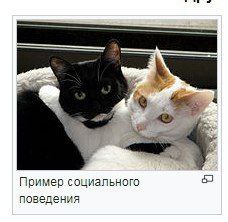 Пример социального 6 поведения