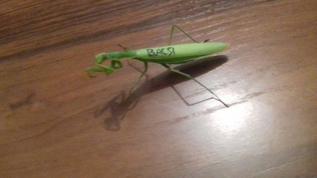 we