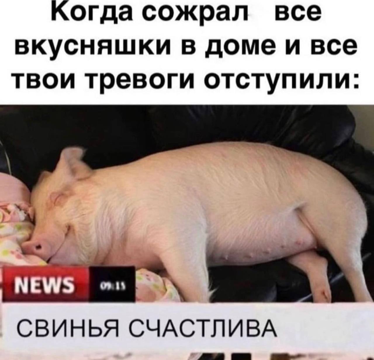 Когда сожрал все вкусняшки в доме и все твои тревоги отступили: СВИНЬЯ СЧАСТЛИВА