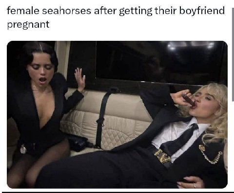 female seahorses after getting their boyfriend pregnant