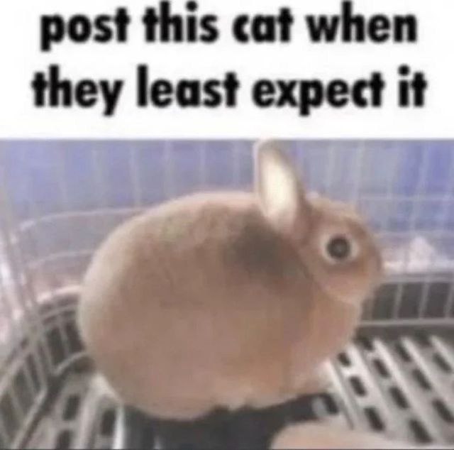 post this cat wher they least expect it