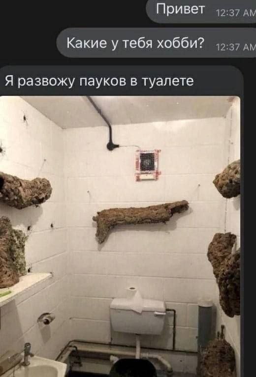 Привет Какие у тебя хобби? Я развожу пауков в туалете 4