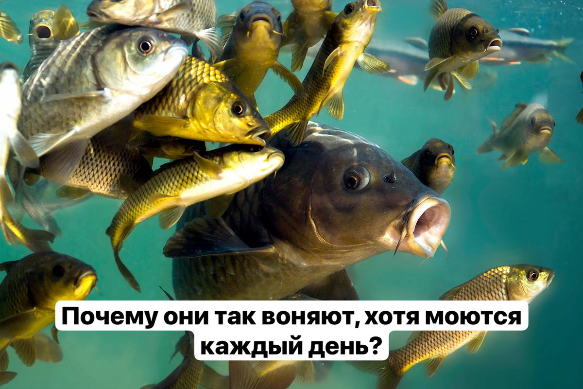 as “4 we Почему они так воняют, хотя моются каждый день?