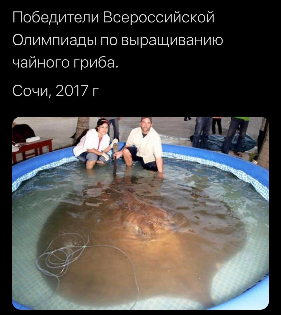 Победители Всероссийской Олимпиады по выращиванию чайного гриба. Сочи, 2017