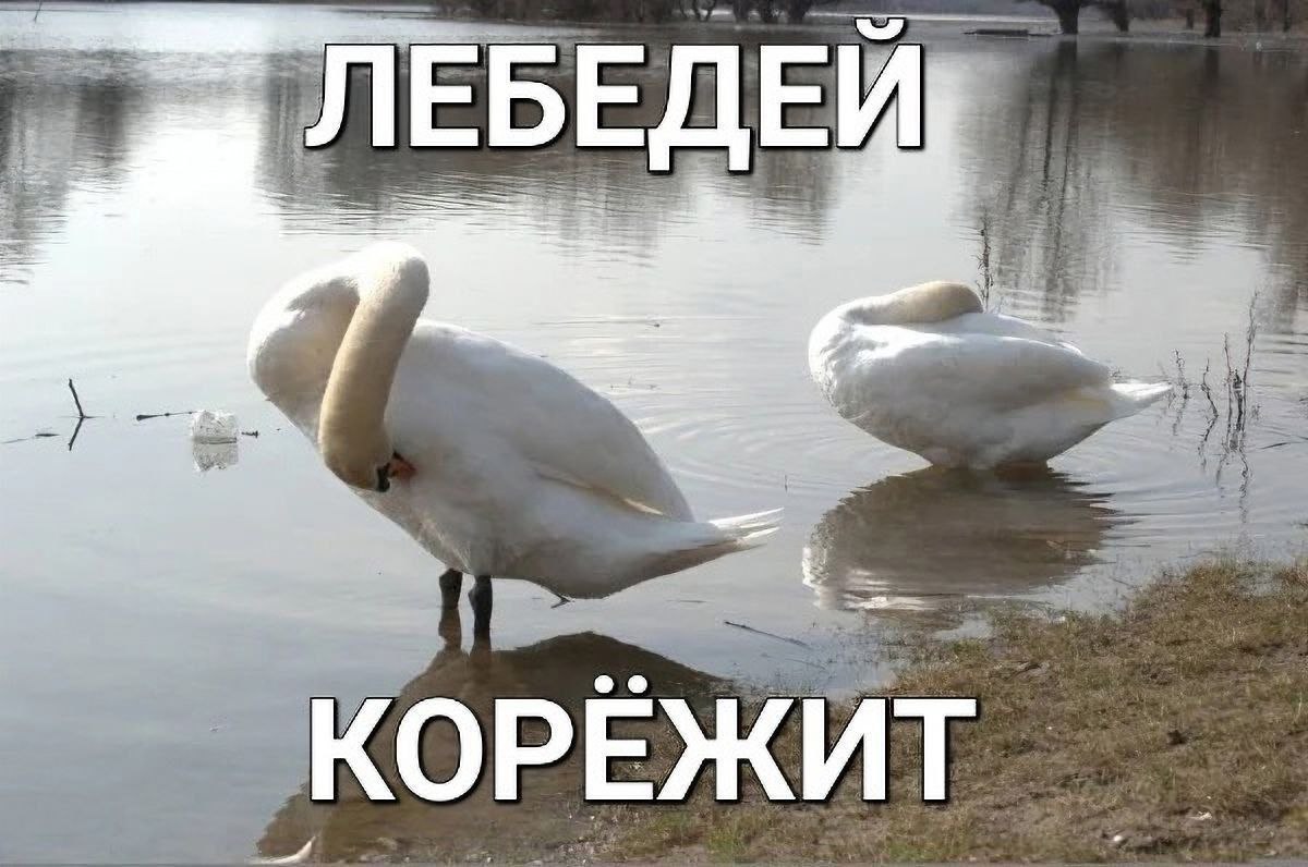 ЕБЕДЕ