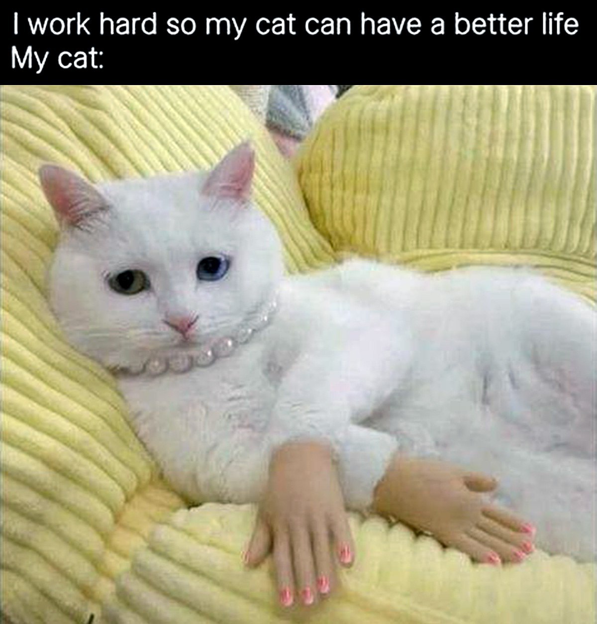 work hard so my cat can have a better life My cat:
