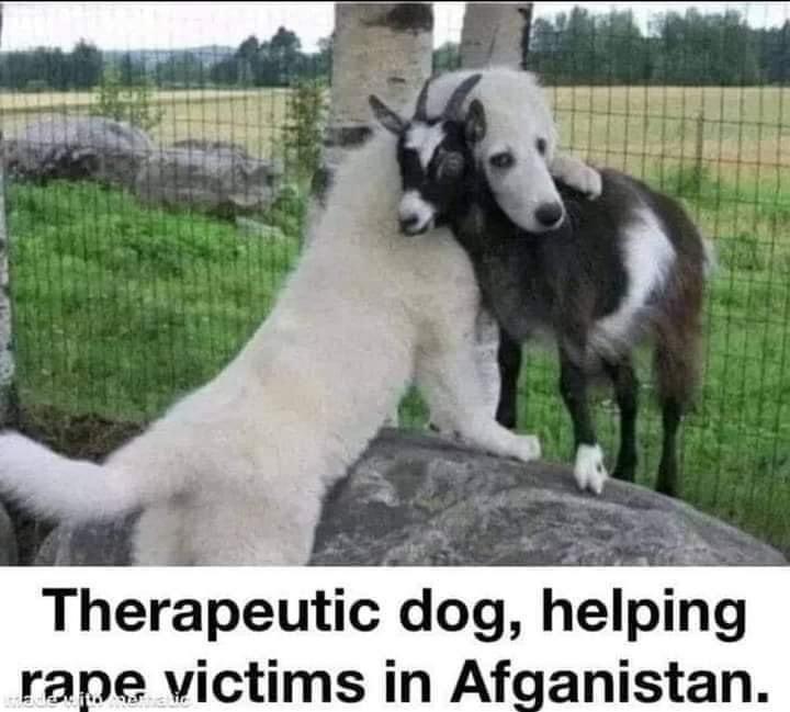 Therapeutic dog, helping victims in anistan