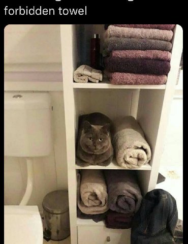 forbidden towel
