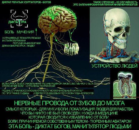 ДИКТАТ РОГАТЫХ УЗУРПАТОРОВ -БОГОВ ТАКОЕ СТРОЕНИЕ -НЕ СЛУЧАЙНОСТЬ ЭТО ЗАПЛАНИРОВАННАЯ ГЕННАЯ ИНЖЕНЕРИЯ БОГОВ БОЛЬ МУЧЕНИЯ УСТРАНЯЕМЫЕ ТЕХНОПРОТЕЗАМИ Nea 4 ИСПАЗМОЛИТИКАМИ AS ПОПУЩЕННЫМИ БОГАМИ БИОРЕСУР