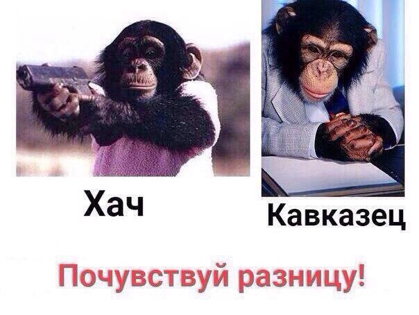 хач кавказец почувствуй разницу
