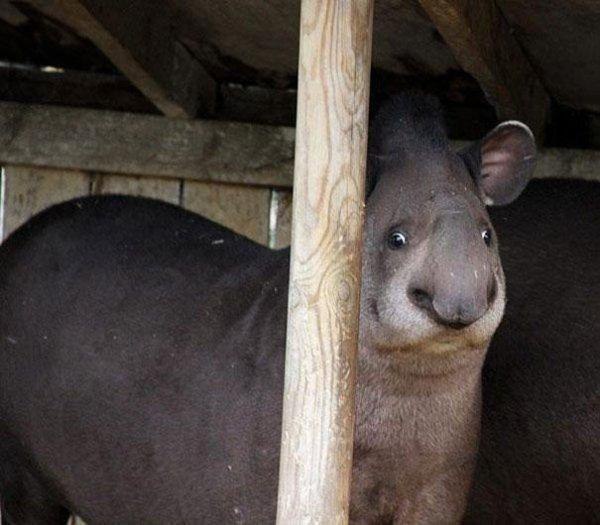 Я у