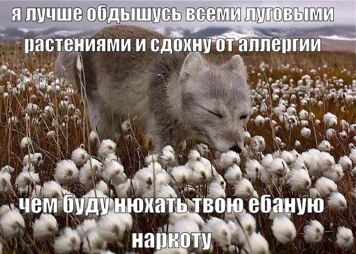 ялучше обдышусь всеми растениями и будунюхатьтвою ебаную a HaDKOTY