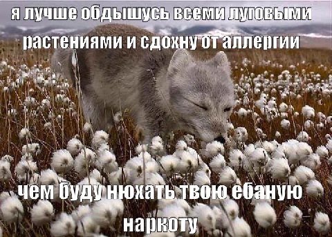 ялучше обдышусь всеми растениями и будунюхатьтвою ебаную a HaDKOTY