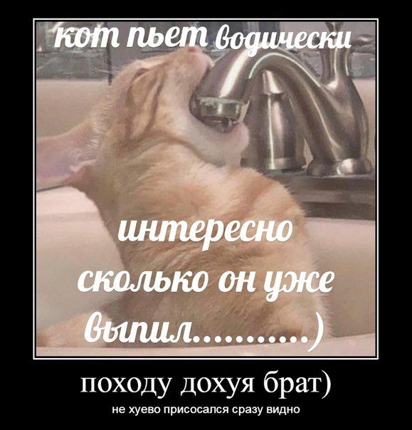 Кот пьет интересно сколько он уже походу дохуя par) прис сразу видно