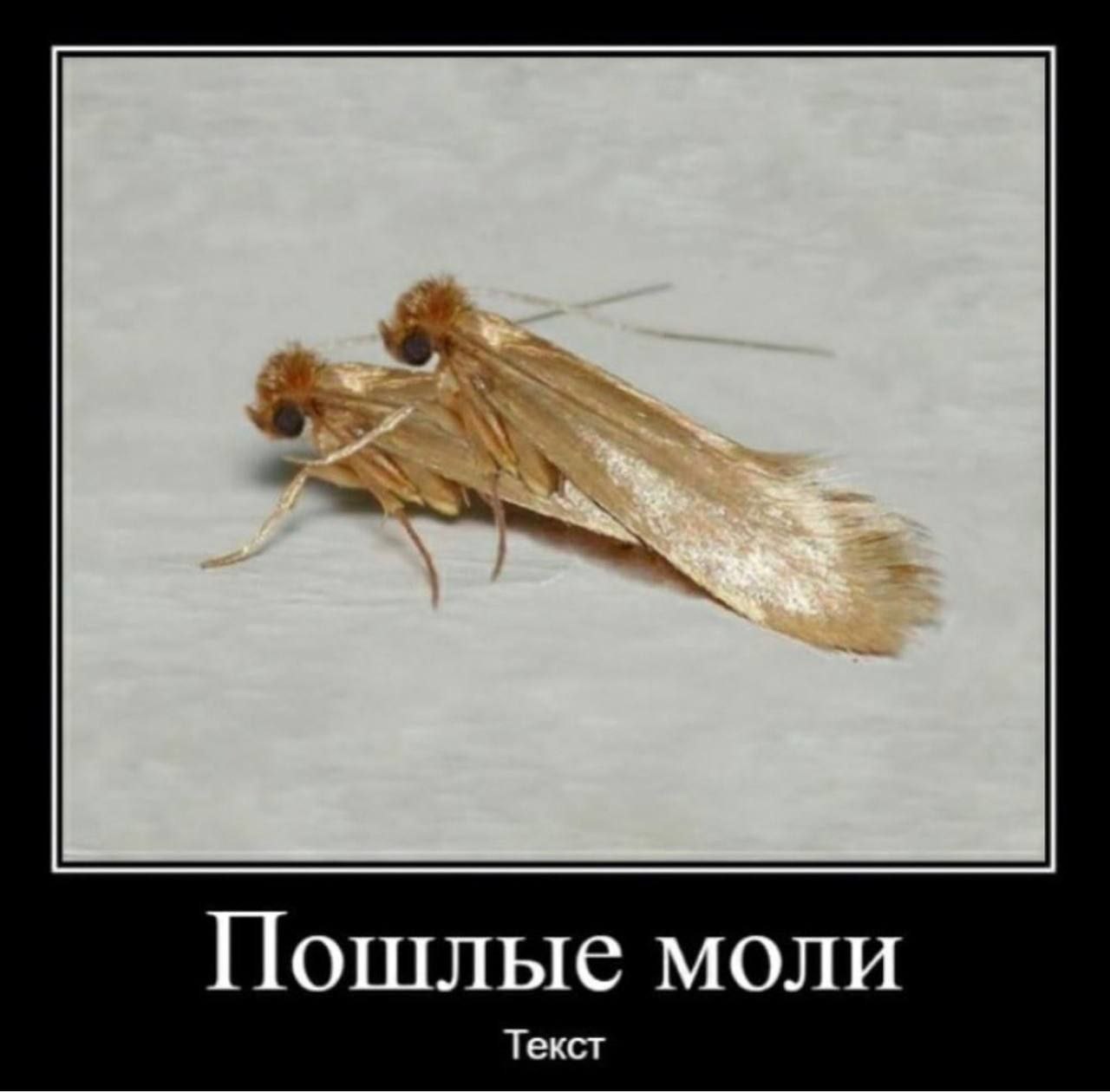 Пошлые моли Текст