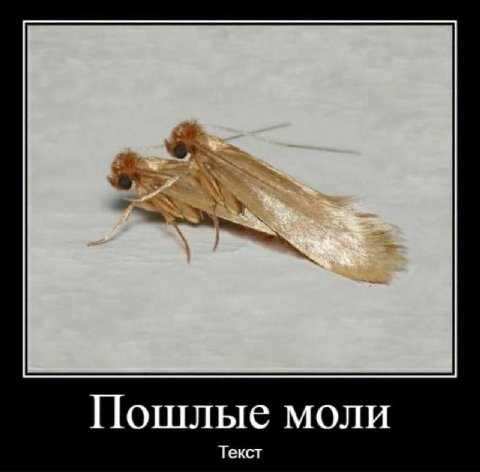 Пошлые моли Текст