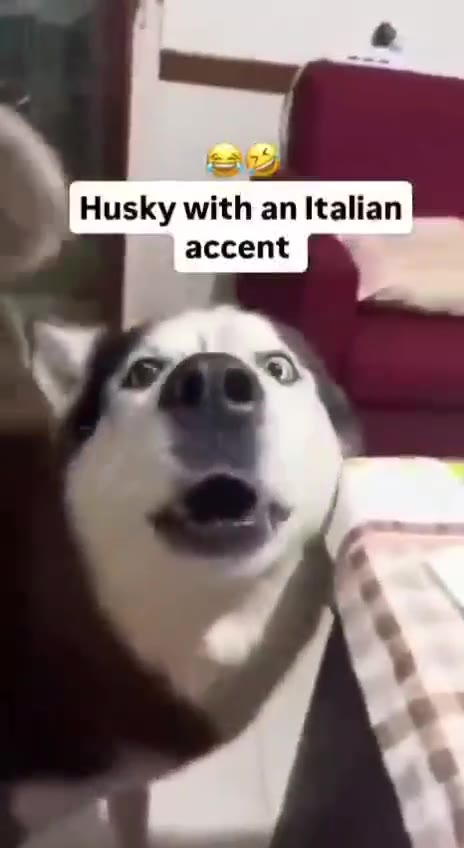 | Husky with an Italian