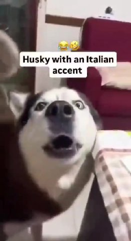 | Husky with an Italian