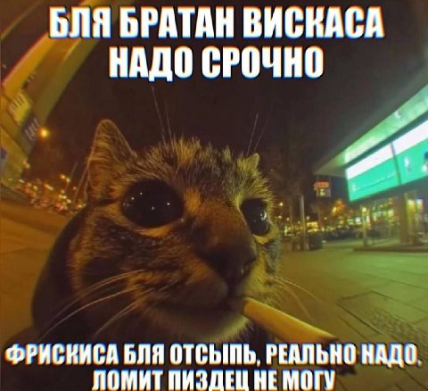 ЬЛЯ БРАТАН ВИСКАСА НАДО СРОЧНО ФРИСКИСА БЛЯ ОТСЫПЬ, РЕАЛЬНО НАДО. ЛОМИТ ПИЗДЕЦ НЕ МОГУ