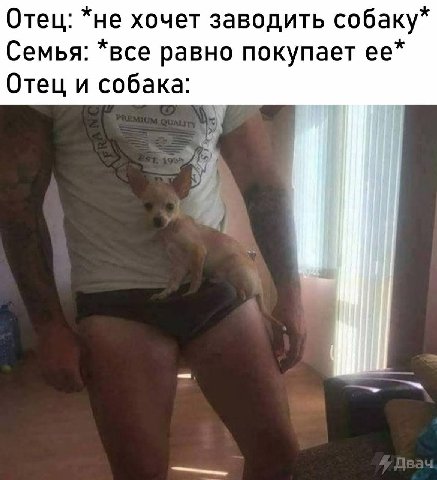 Отец: *не хочет заводить собаку* Семья: *все равно покупает ее* Отец и собака: