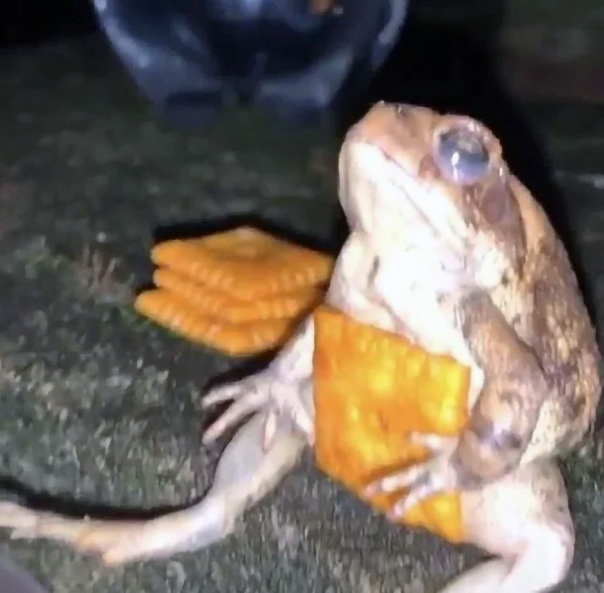 wednesday my dudes