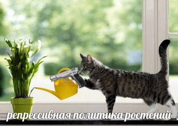 Сразу добивку
