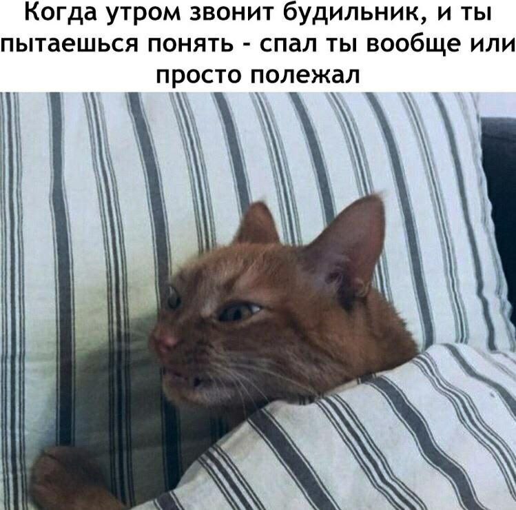 Когда утром звонит будильник, и ты пытаешься понять спал ты вообще или просто полежал a