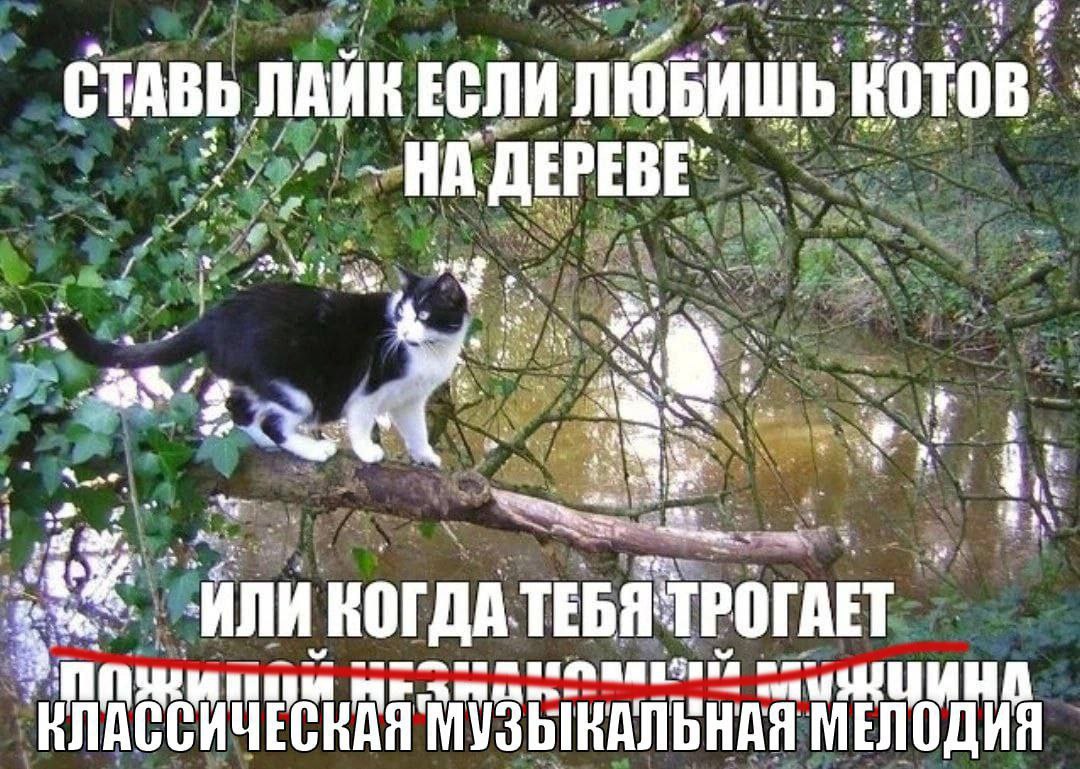 ТАВЬ СТАВЬ ЛАЙК ЕСЛИ ЛЮБИШЬ KOTOB: 4 i 4 КОТОВ: У 3 5: SIDR 7 aN Cay 4 29 "ИЛИ зах к КОГДА ТРОГАЕТ 1 Win a: