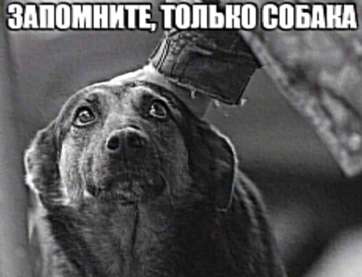 ЗАПОМНИТЕ, ТОЛЬКО СОБАКА
