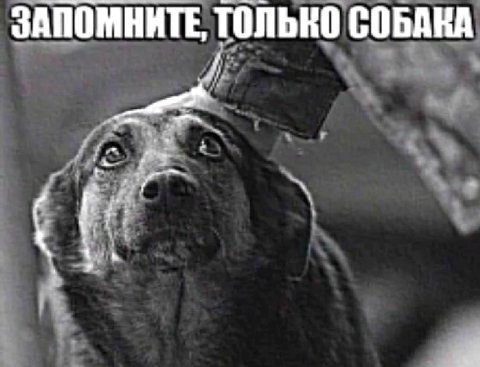 ЗАПОМНИТЕ, ТОЛЬКО СОБАКА