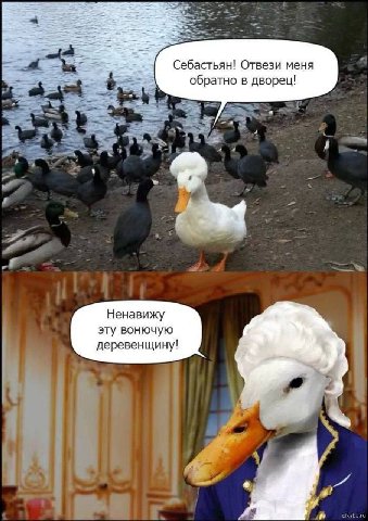 Себастьян! Отвези меня обратно в дворец! Ненавижу эту вонючую деревенщину!