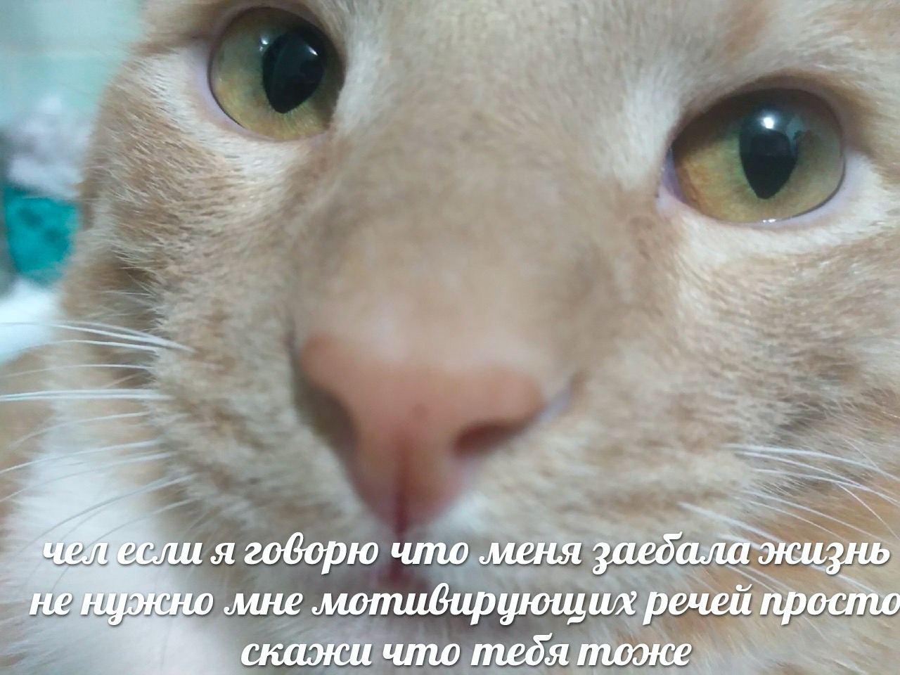 wee я говорю что меня заеби жизнь He Нужно ‚мне мопшивирующих речей просто скажи что тебя тоже