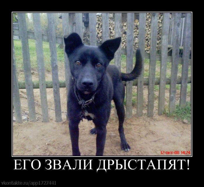 a ЕГО ЗВАЛИ ДРЫСТАПЯТ!