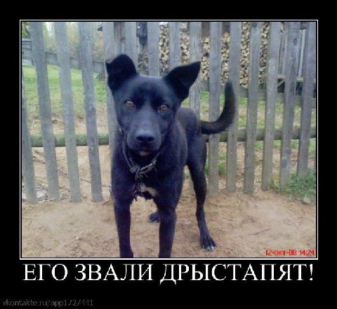 a ЕГО ЗВАЛИ ДРЫСТАПЯТ!