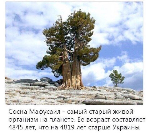 4 у Сосна Мафусаил самый старый живой организм на планете. Ее возраст составляет 4845 лет, что на 4819 лет старше Украины