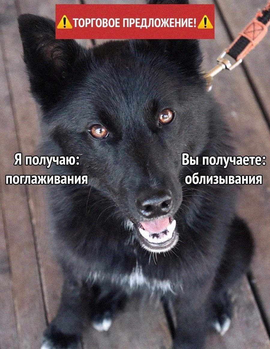 ТОРГОВОЕ ПРЕДЛОЖЕНИЕ! Я получаю: Вы получаете: поглаживания облизывания