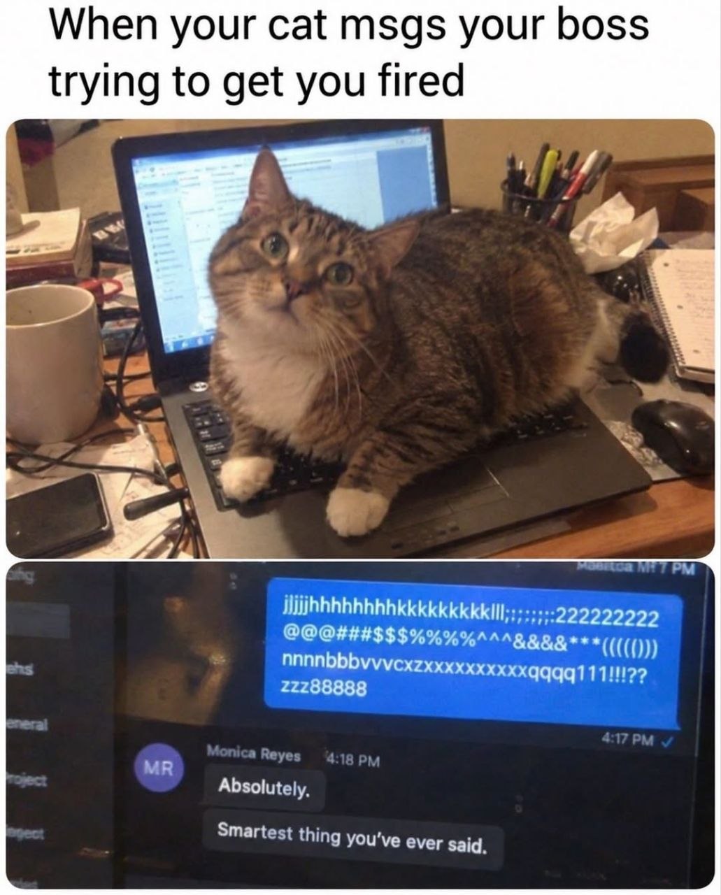 When your cat msgs your boss trying to get you fired 222222222 1 Absolutely, Smartest thing you've ever said.