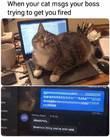 When your cat msgs your boss trying to get you fired 222222222 1 Absolutely, Smartest thing you've ever said.