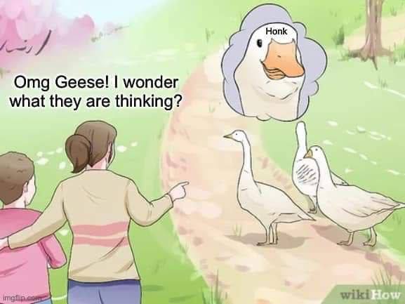 Нопк\ Omg Geese! wonder what they are thinking?